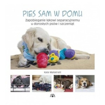 Pies Sam W Domu