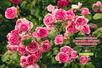 Удобрение для роз 5 кг ШУГО