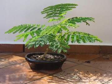 Подарочный набор ко Дню матери: африканские огненные деревья бонсай на День матери