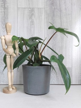 Philodendron Florida Green filodendron Ø 12cm
