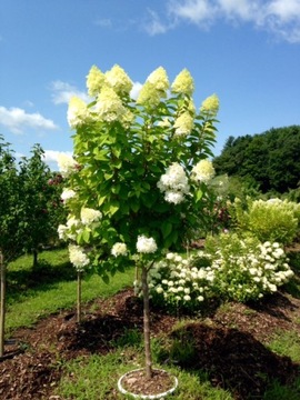 HORTENSJA NA PNIU Limelight sadzonka 130 CM XXl