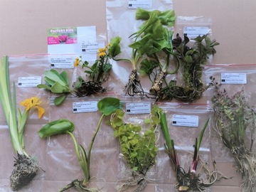 Małż Małże Małża SZCZEŻUJA OCZYSZCZA FILTRUJE WODĘ