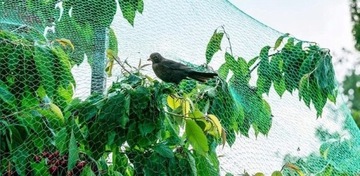 Сетка защитная от птиц для скворцов, БОЛЬШАЯ, 8х14м