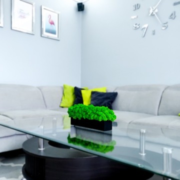 Декоративный мох Хроботек в горшке 20см, подарок