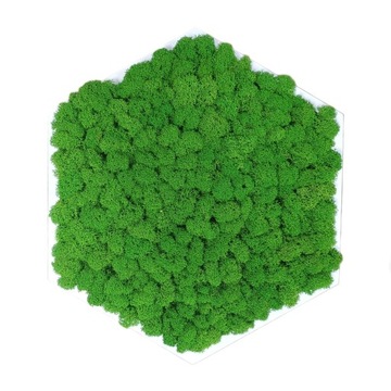 КАРТИНА МОХ в деревянной рамке ШЕСТИГРАННИК мох хроботек ЖИВАЯ КАРТИНА ручной работы