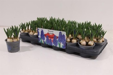 Szafirek Muscari Big Smile 9Ø 15cm paletka 18 szt