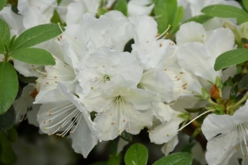 АЗАЛИЯ PLEASANT WHITE — ПРЕКРАСНЫЕ БЕЛЫЕ ЦВЕТЫ
