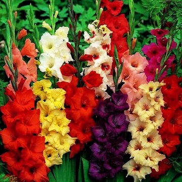 Gladiolus Mieczyk Mix 50 Szt Mieczyki Cebulki cebule kwiatowe