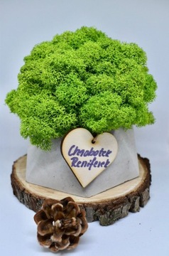 Chrobotkowy las geometryczna doniczka beton