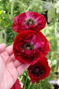 Mak Pandora, Papaver somniferum Pandora 0,1g Vilmorin KRÓL PSZCZÓŁ