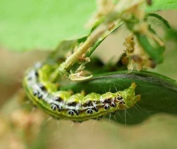 LEPINOX PLUS 3x10G ПИТОМНИК САМШИТНИКОВОЙ СОЛИ