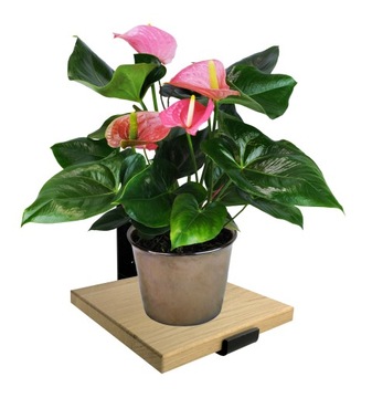 СОВРЕМЕННАЯ НАСТЕННАЯ ПОДСТАВКА ДЛЯ ЦВЕТОВ LOFT НАСТЕННАЯ ПОЛКА ДЕРЕВЯННАЯ ДУБОВАЯ ОСНОВА 20x20