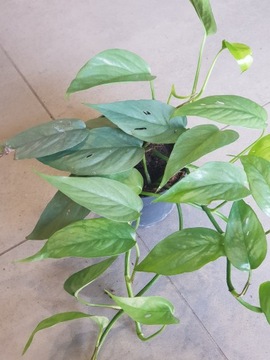 Philodendron 'Cebu blue'' filodendron