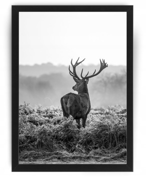 Jeleń Obraz 53x43cm plakat obrazek rama ikea