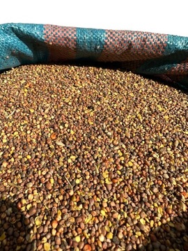 Масляная редька 25 кг