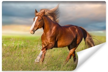 Fototapeta Ścienna KOŃ na Łące Pejzaż 3D 135x90