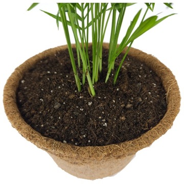 Podłoże do domowych ROŚLIN ZIELONYCH PALM BIGOS 5L