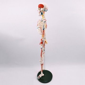 33 дюйма Модель для изучения анатомии человека детей