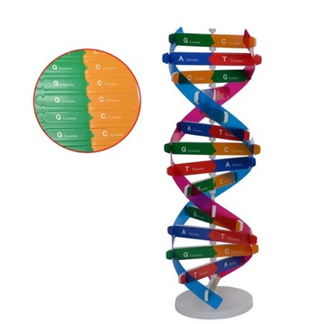 ПОДАРОК ​​НА ДЕНЬ РОЖДЕНИЯ КВАРТИРА МОДЕЛЬ DOUBLE HELIX DNA