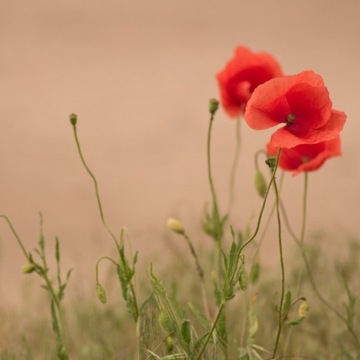 АГРОСАР 360SL 1Л СРЕДСТВО ОТ ВСЕХ СОРНЯКОВ