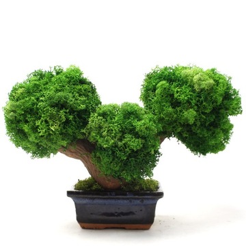 Drzewko Szczęścia Bonsai z Mchu Chrobotka Dekoracja Prezent 32x20x21cm B22