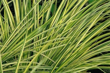 Tatarak Trawiasty Variegatus paskowany zimozielony