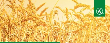 KINTO PLUS 1Л ОБРАБОТКА СЕМЯН ДЛЯ ЗЕРНОВЫХ BASF