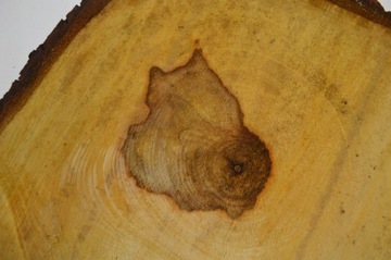 Срез древесины каштана 47x31см Gr4см Доска Patera