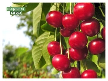 Nawóz Jesienny do Borówki Malin Jeżyn drzewek Owocowych ACID AKI 1,5kg ORO
