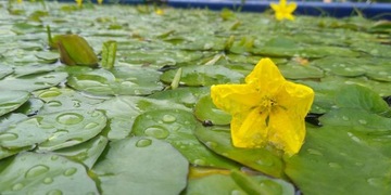 RARYTAS GRZYBIEŃCZYK mini lilia wodna do oczka