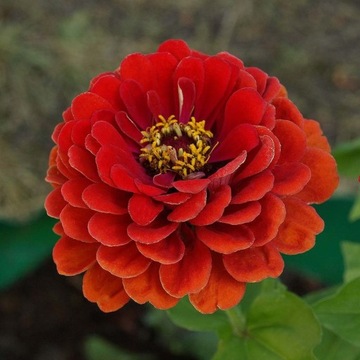Cynia wytworna daliowa Jowita 1g