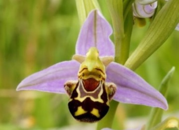 пчелиная орхидея - семена