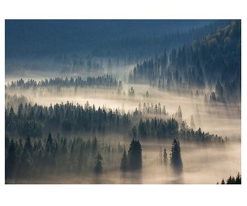 Fototapeta 416x254cm Wzgórza i las iglasty w