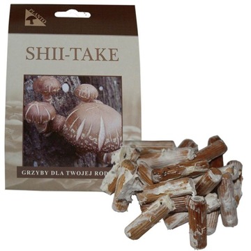 Grzybnia SHIITAKE uprawa w ogrodzie SHII-TAKE
