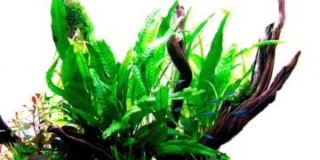 Microsorium pteropus (Корзина Ø 5,5 см)