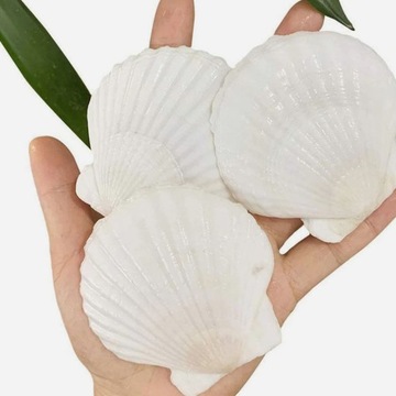 Большие натуральные ракушки из морских гребешков ручной работы.