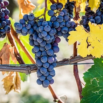 Комплект: Капельная линия 100 м + 137 аксессуаров (100 держателей) для сада.