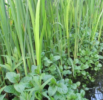 Водяная мята Mentha aquatica для пруда