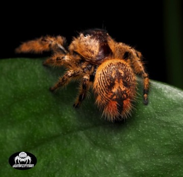 паук-скакун Phidippus otiossus Cuba L3/L4 + сетка или тепловой пакет БЕСПЛАТНО