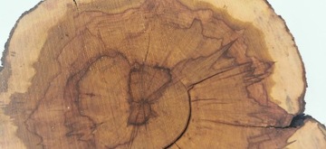 Ломтик яблока 42x40см, дерево для стола из смолы