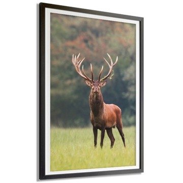 PLAKAT DEKORACYJNY 40x60cm Duży NATURA JELEŃ Wzory