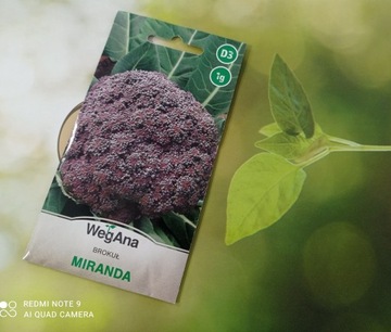Brokuł MIRANDA nasiona 1 g- WegAna