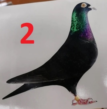 Наклейка на автомобиль Авистар почтовый голубь 1 шт.