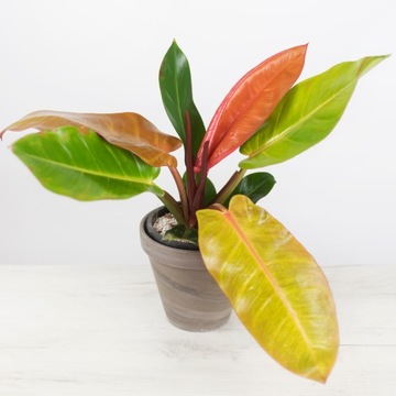 Philodendron 'Prince of Orange' MALUCH