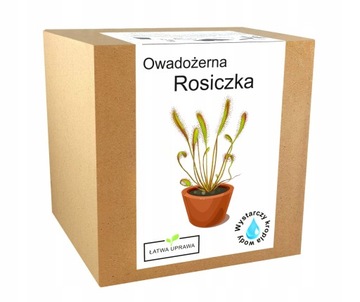 Rosiczka Drosera nasiona zestaw do uprawy podłoże
