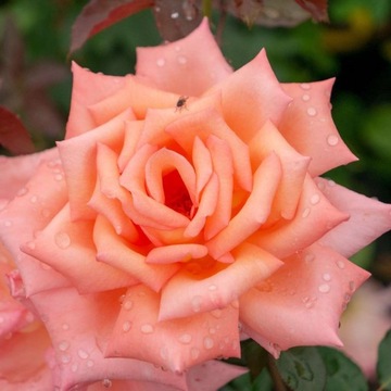 Róża wielkokwiatowa MORELOWO-ŻÓŁTA | W DONICZCE