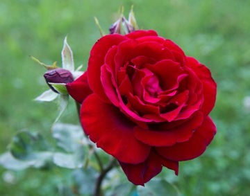 Темно-красная крупноцветковая роза