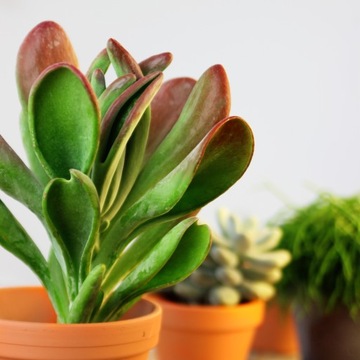 Kalanchoe oricula USZY FIONY żyworódka MALUCH