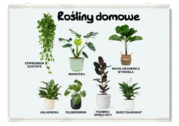 Plakat na ścianę rośliny domowe doniczkowe 50x36