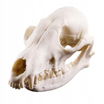 Żywica Replika czaszki psa Model głowy Skeleton